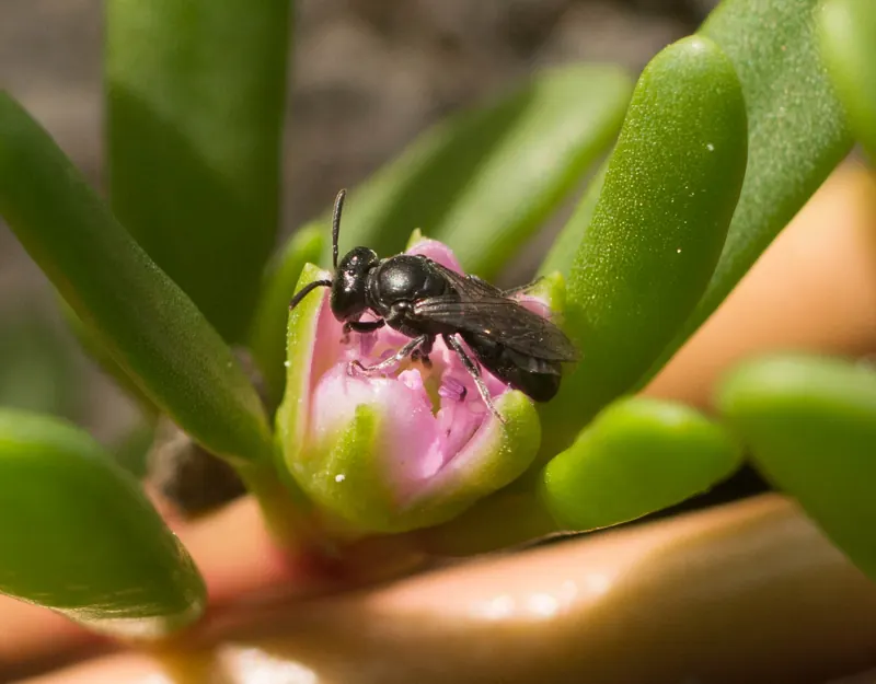 Hylaeus anthracinus, 