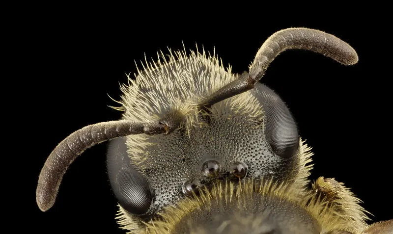 Lasioglossum albipes, نحل العرق