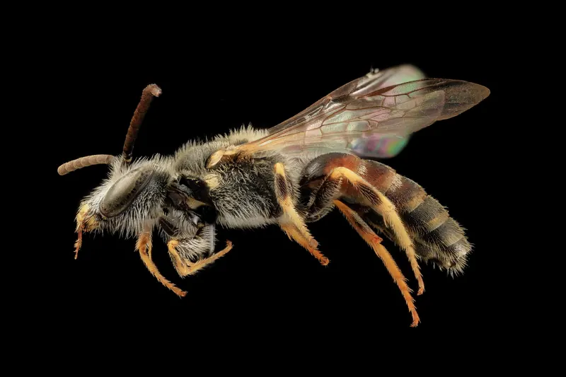 Lasioglossum albipes, 