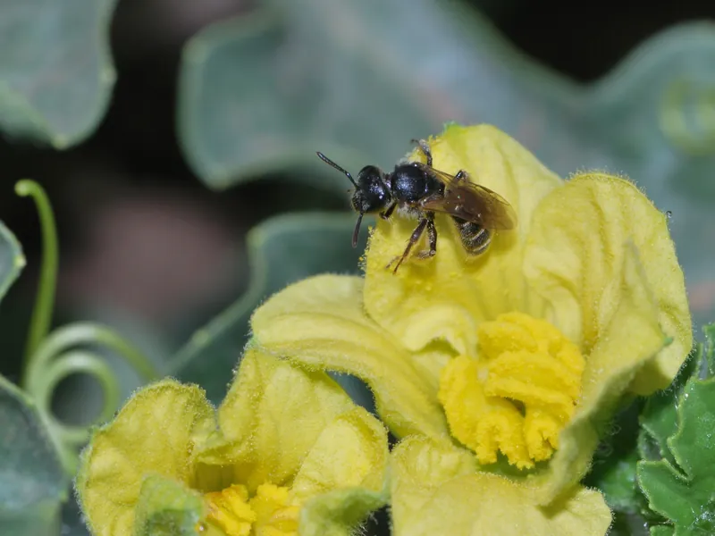 Lasioglossum malachurum,