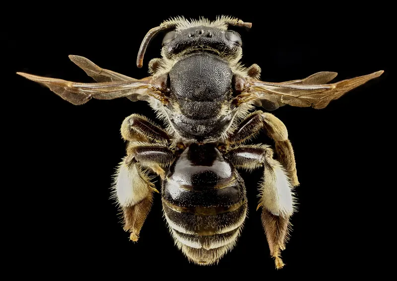 Macropis europaea, 