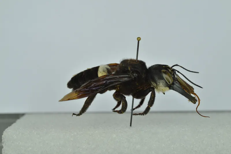 Megachile pluto, نحلة والاس العملاقة