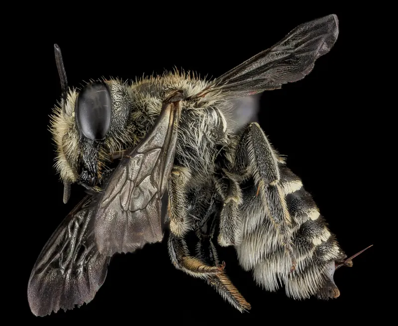 Megachile rotundata, 