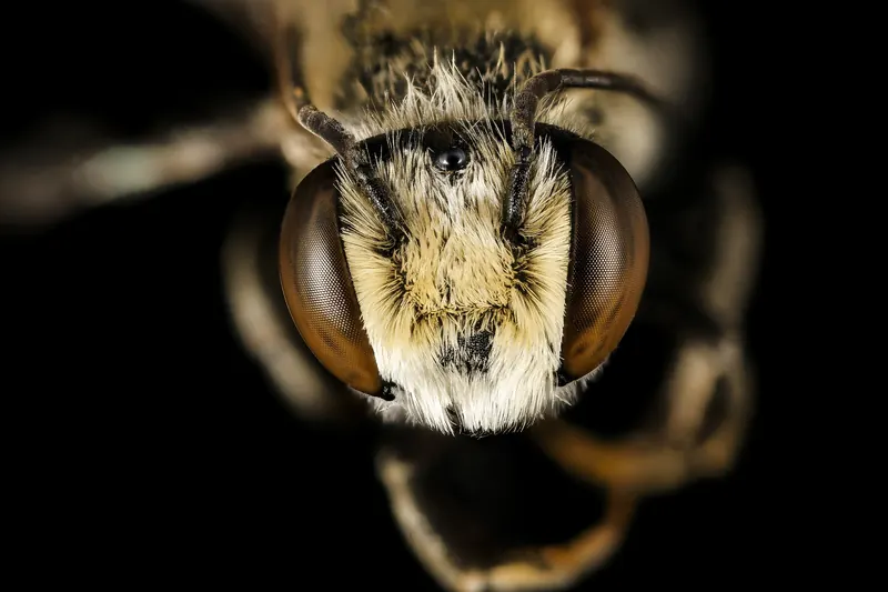 Megachile sp., نحل قاطع الأوراق