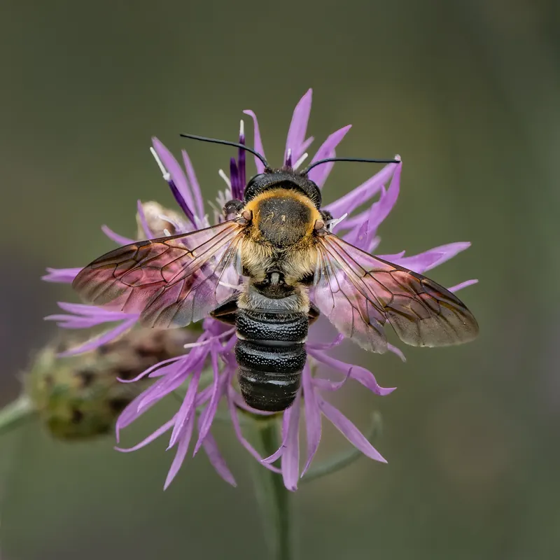 Megachile sculpturalis, Giant resin bee