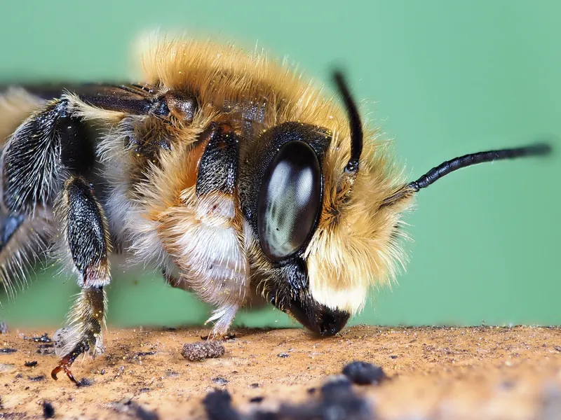 Megachile willughbiella, Willughby's leafcutter bee