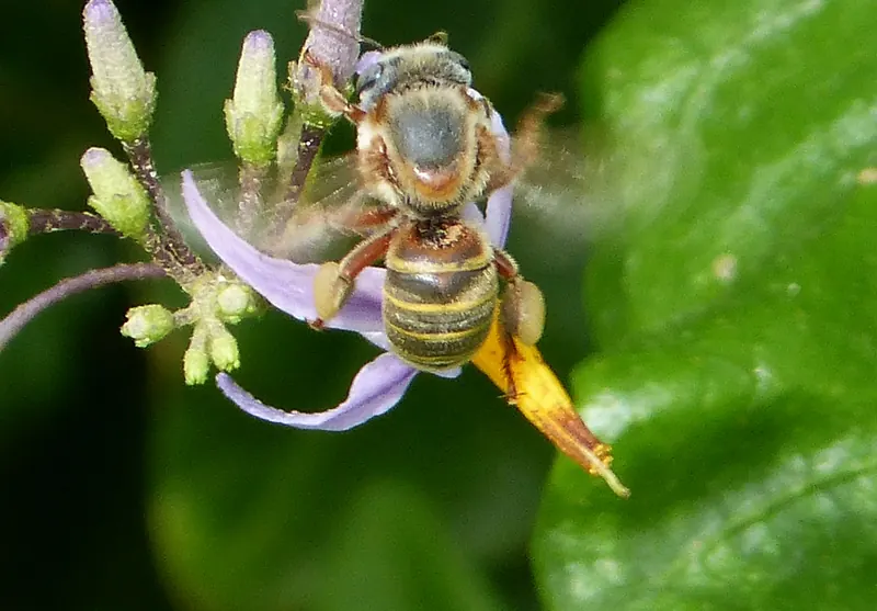 Melipona beecheii, Xunan kab