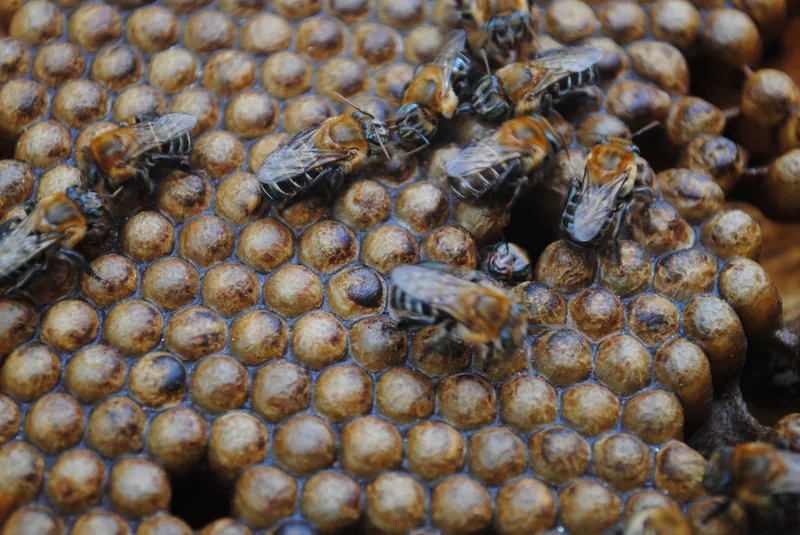 Melipona scutellaris, Urucu do Nordeste, Urucu verdadeira, Urucu