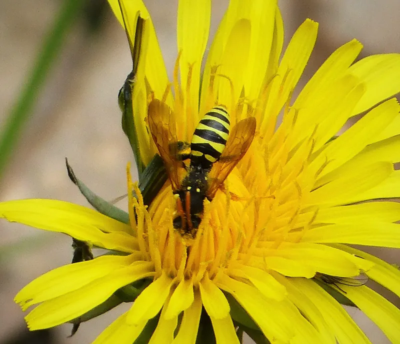 Nomada goodeniana, Gooden's nomad bee