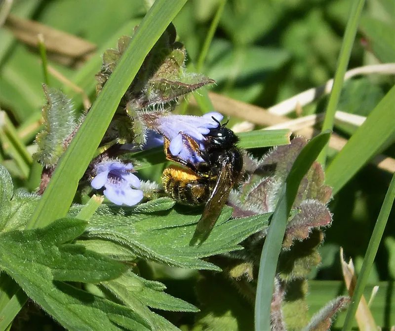 Osmia bicolor, Two-coloured mason bee, Red-tailed mason bee