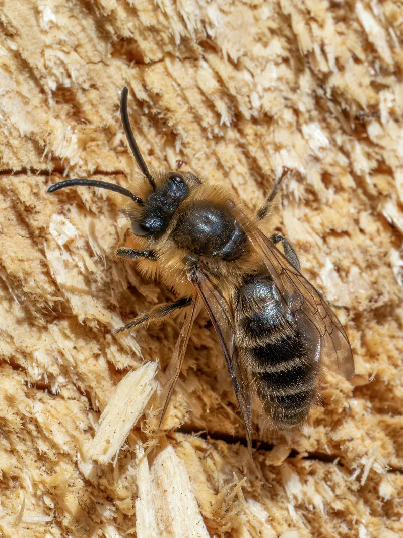 Osmia bicornis, Red mason bee, Red mortar bee
