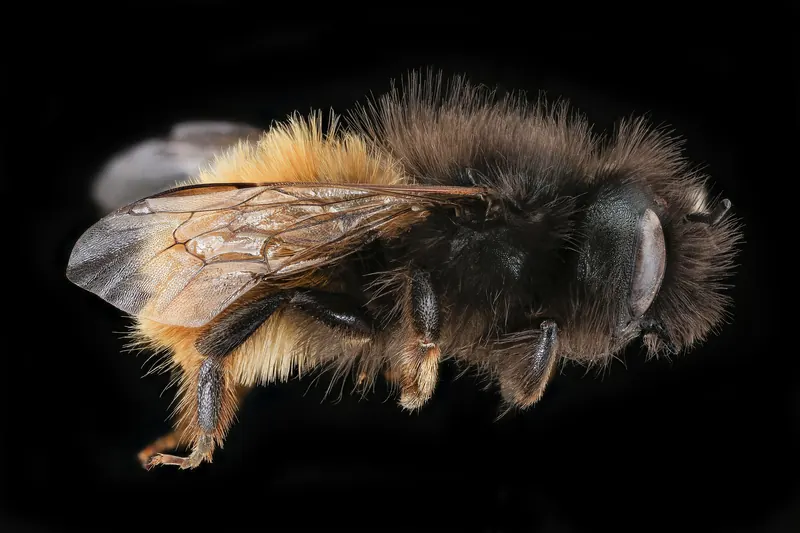 Osmia cornuta, 