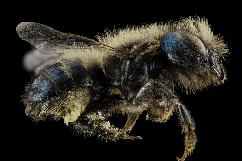 Osmia lignaria, 
