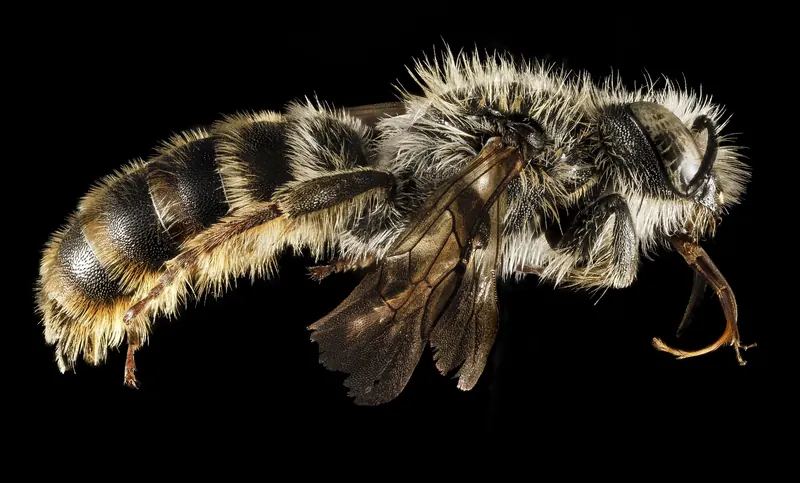 Osmia rufohirta, نحل البنّاء