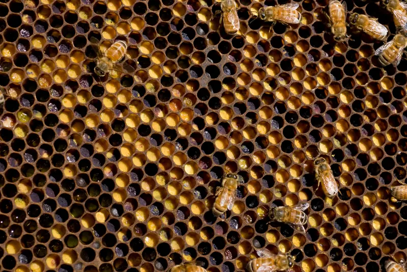 CSIRO ScienceImage 6628 Honey bee comb showing cells filled with different coloured pollen collected from different plants.jpg