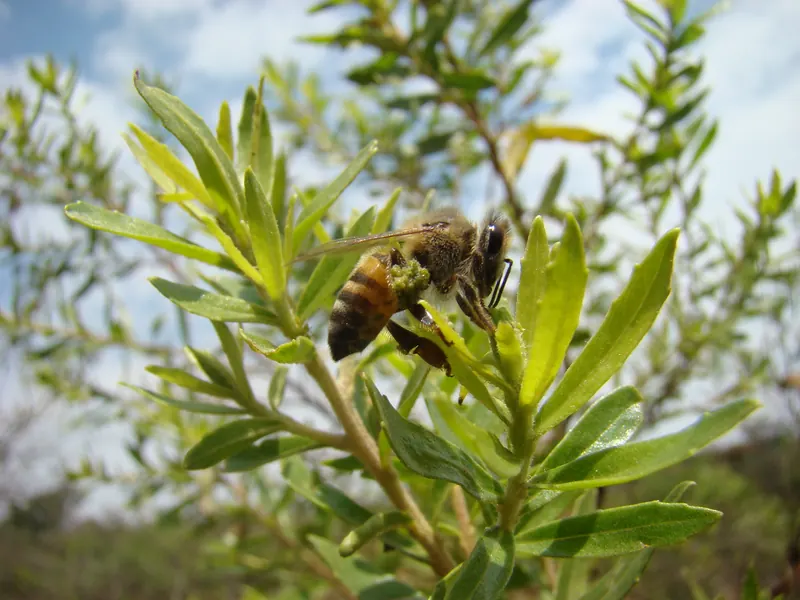 Abelha coletando resina do alecrim-do-campo.jpg