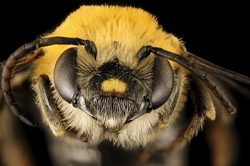 Peponapis pruinosa