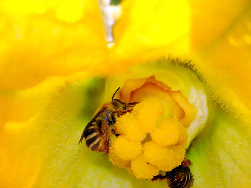 Peponapis pruinosa, 