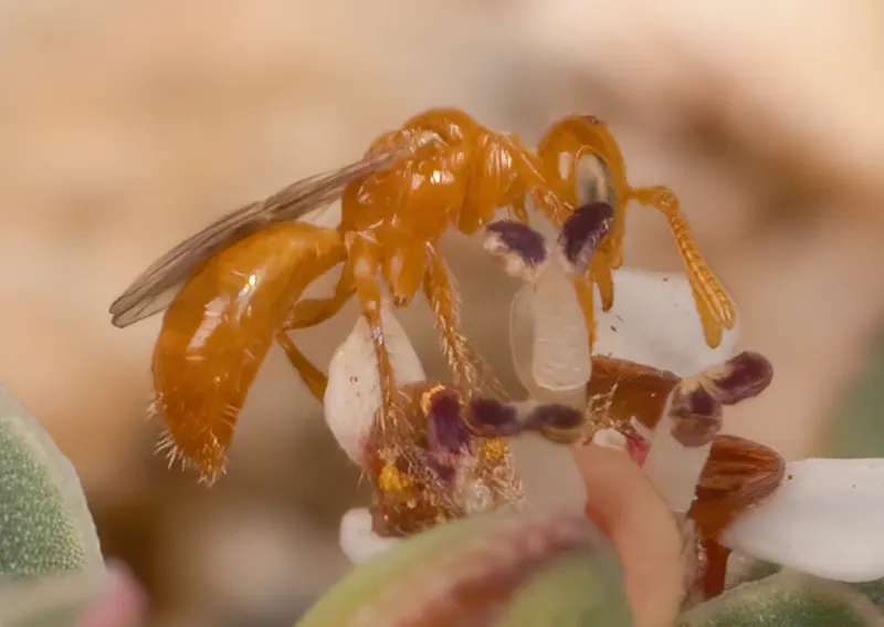 Perdita minima, 