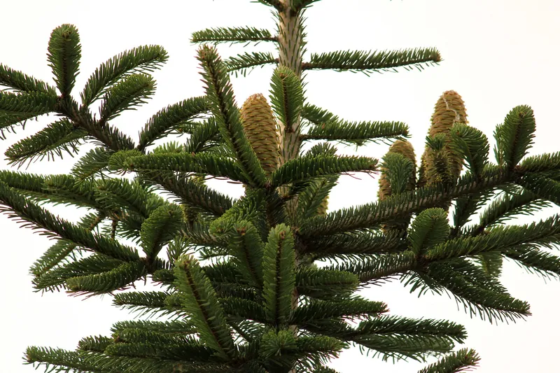 Abies alba