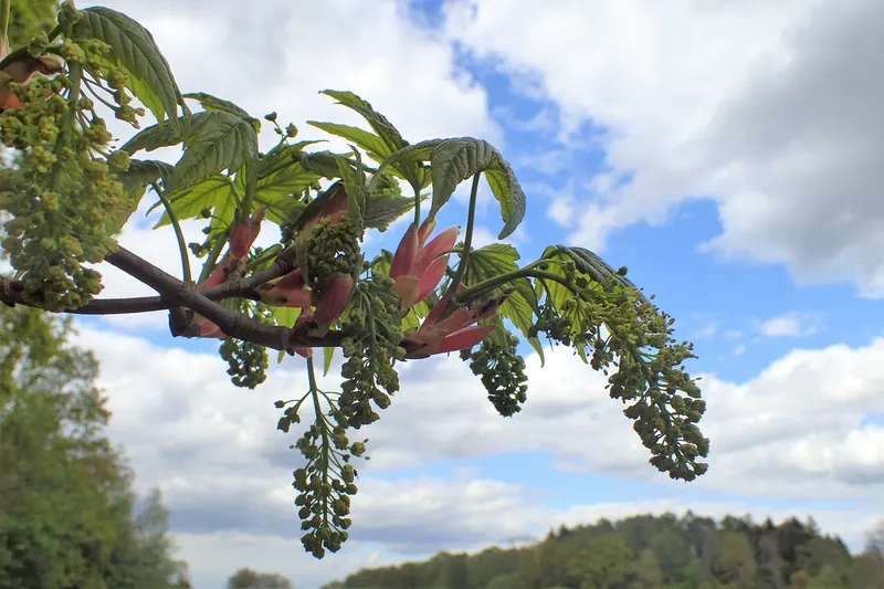 Acer pseudoplatanus kz05.jpg