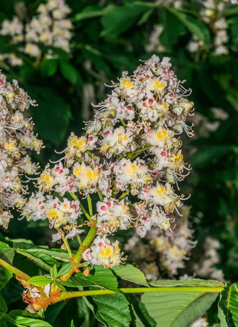 Aesculus hippocastanum