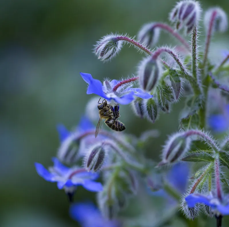 Borago officinalis
