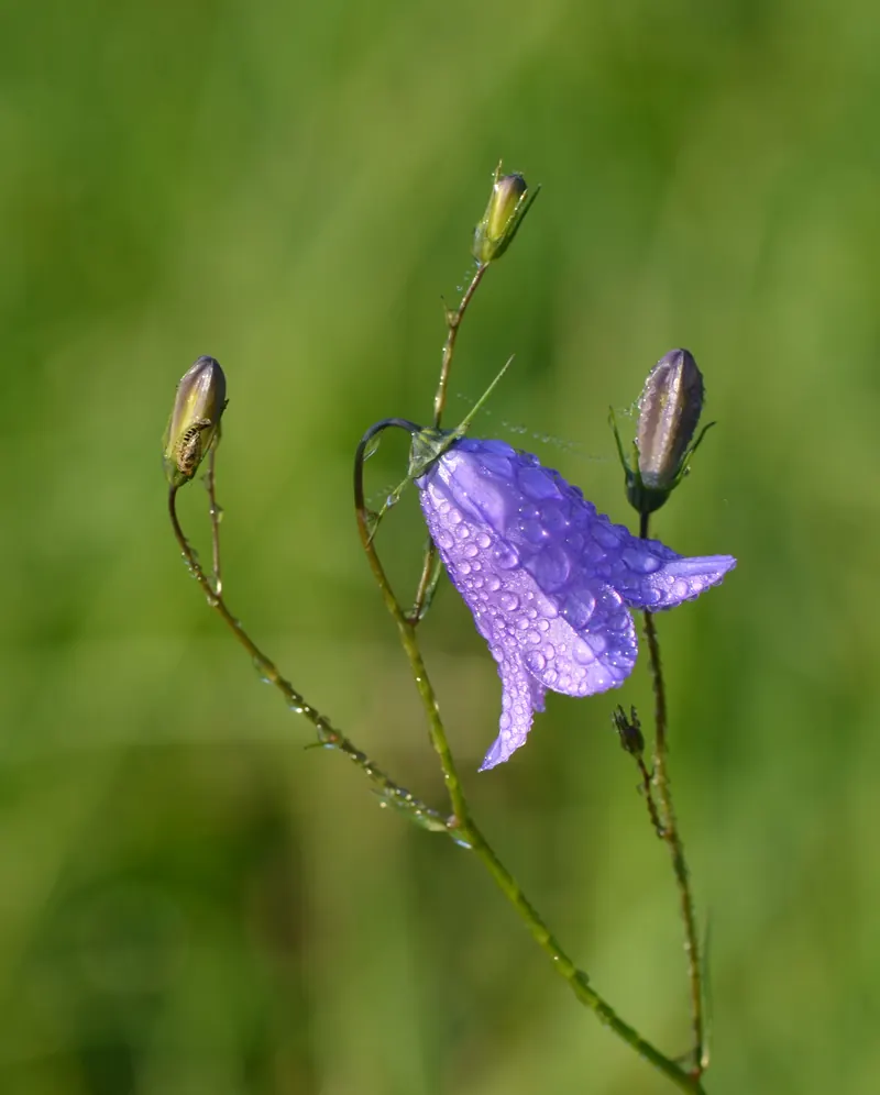 Campanula rotundifolia - bellflower - bluebell - Glockenblume 03.jpg