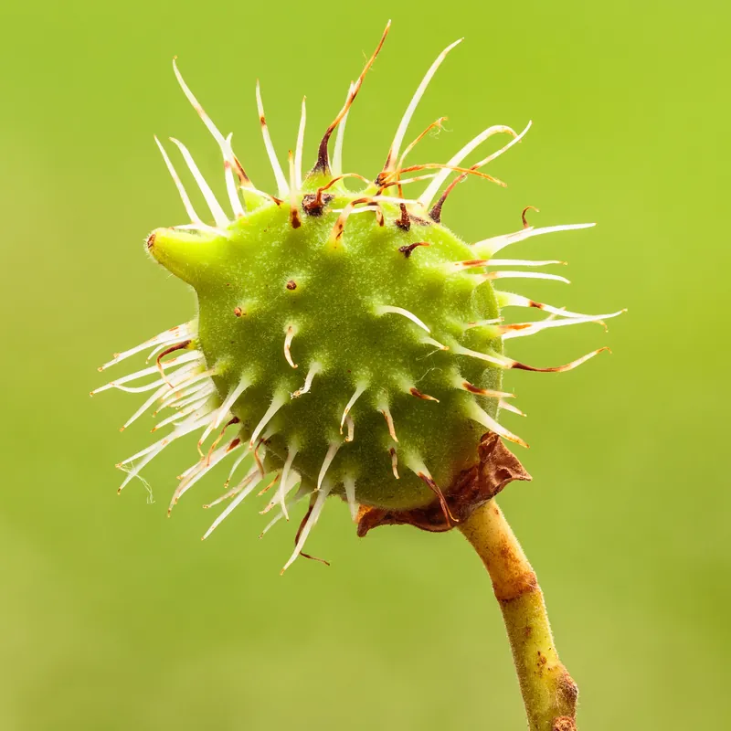 Castanea sativa