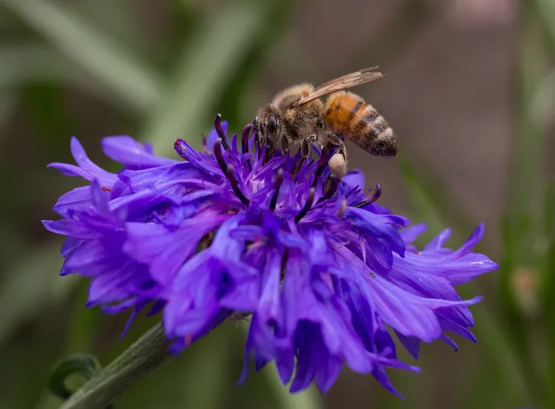 Centaurea cyanus