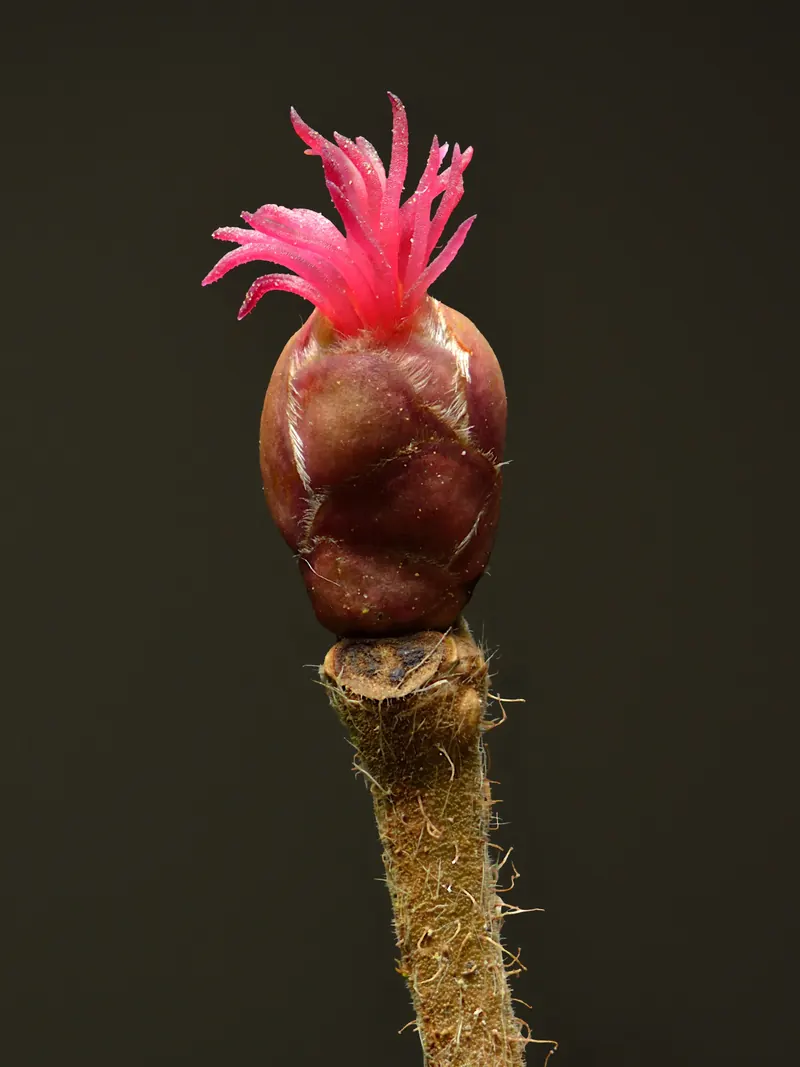 Corylus avellana female flower - Keila.jpg