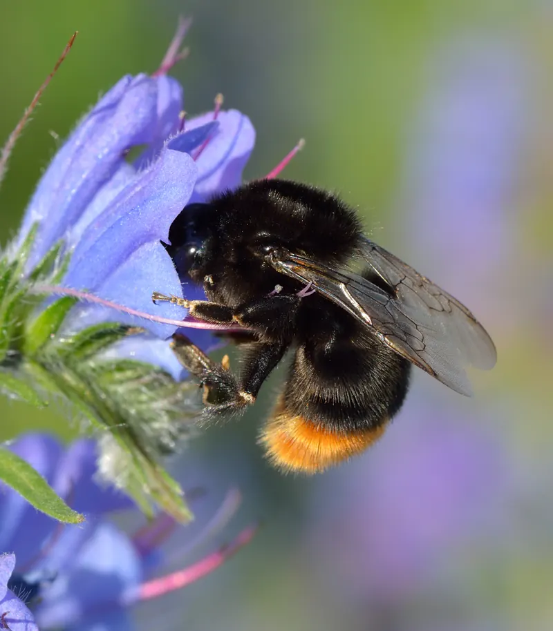 Bombus lapidarius queen - Echium vulgare - Keila.jpg
