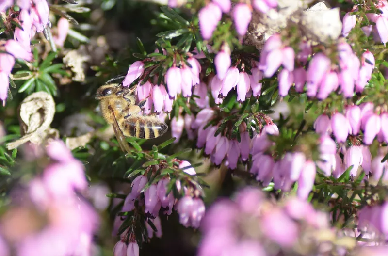 Erica carnea
