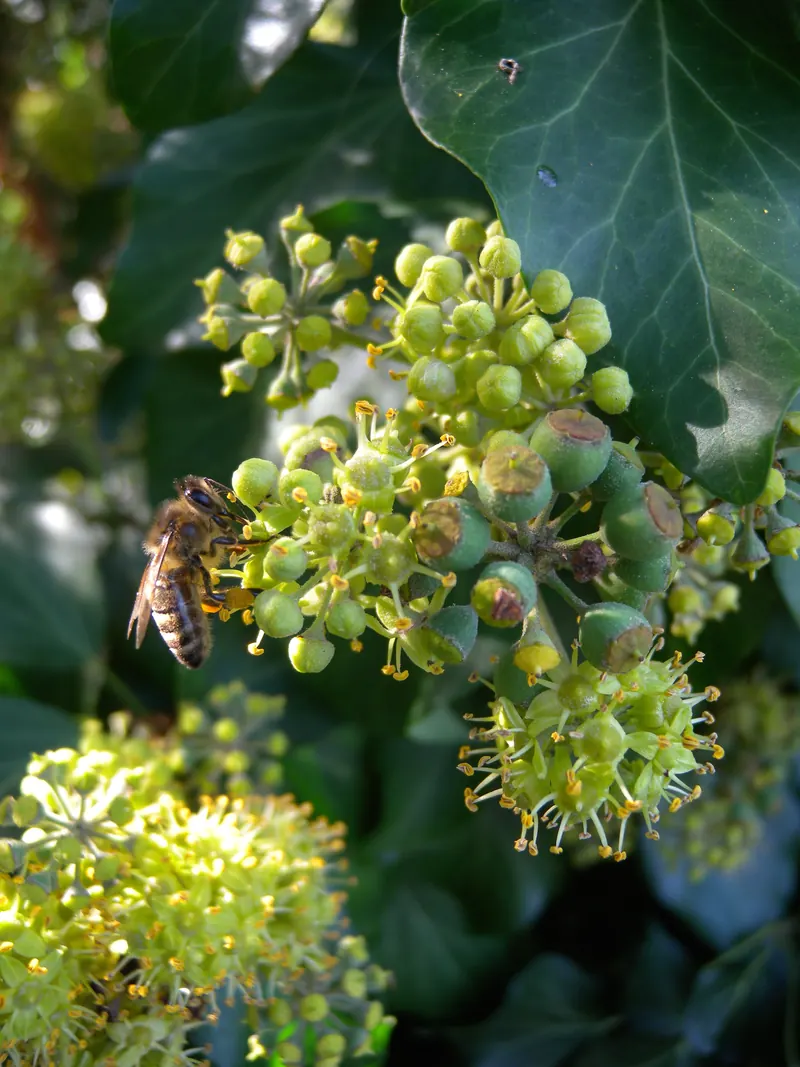 Hedera helix flower honey bee.jpg