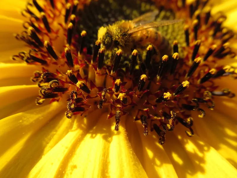 Helianthus annuus