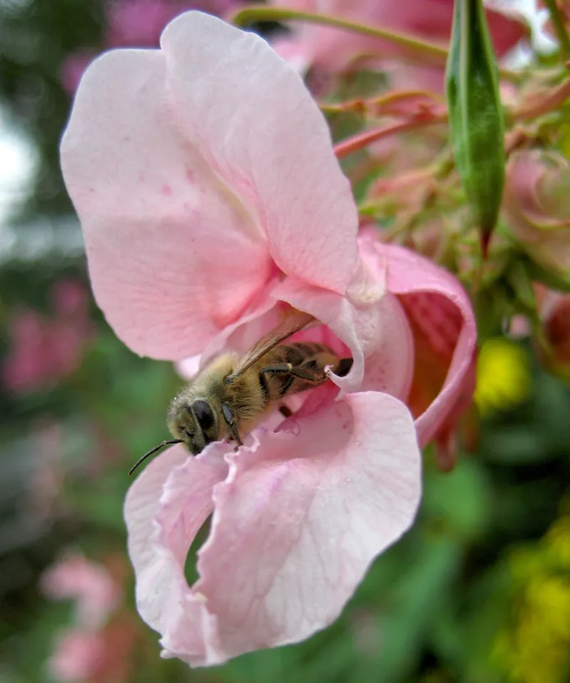 Impatiens glandulifera