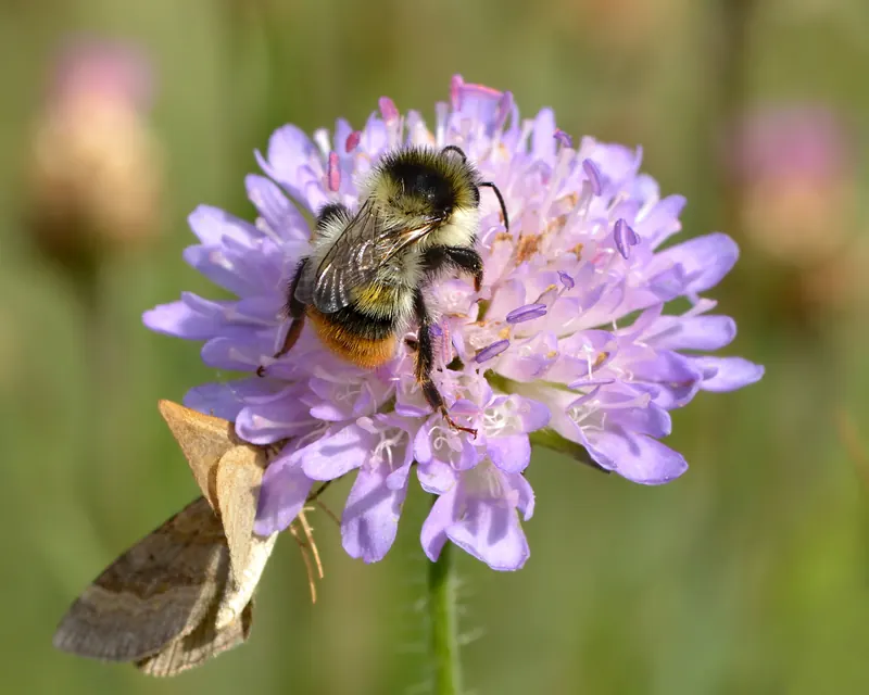 Bombus sylvarum (male) - Knautia arvensis - Keila2.jpg