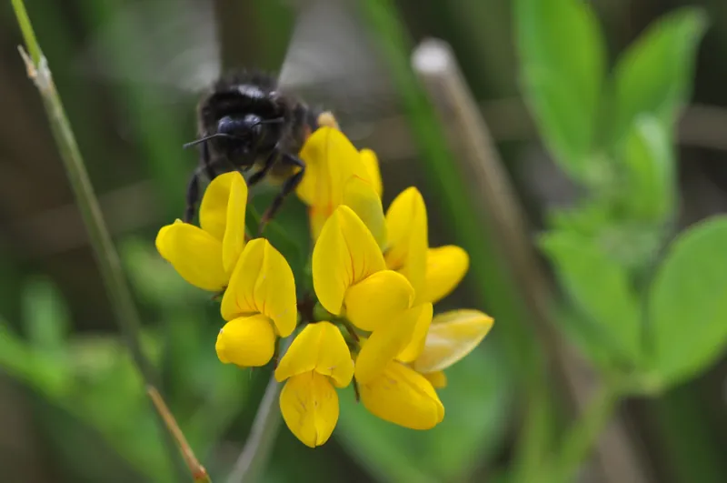 Lotus corniculatus