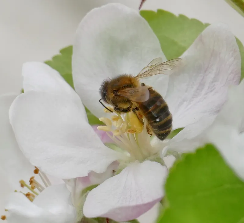 Malus domestica