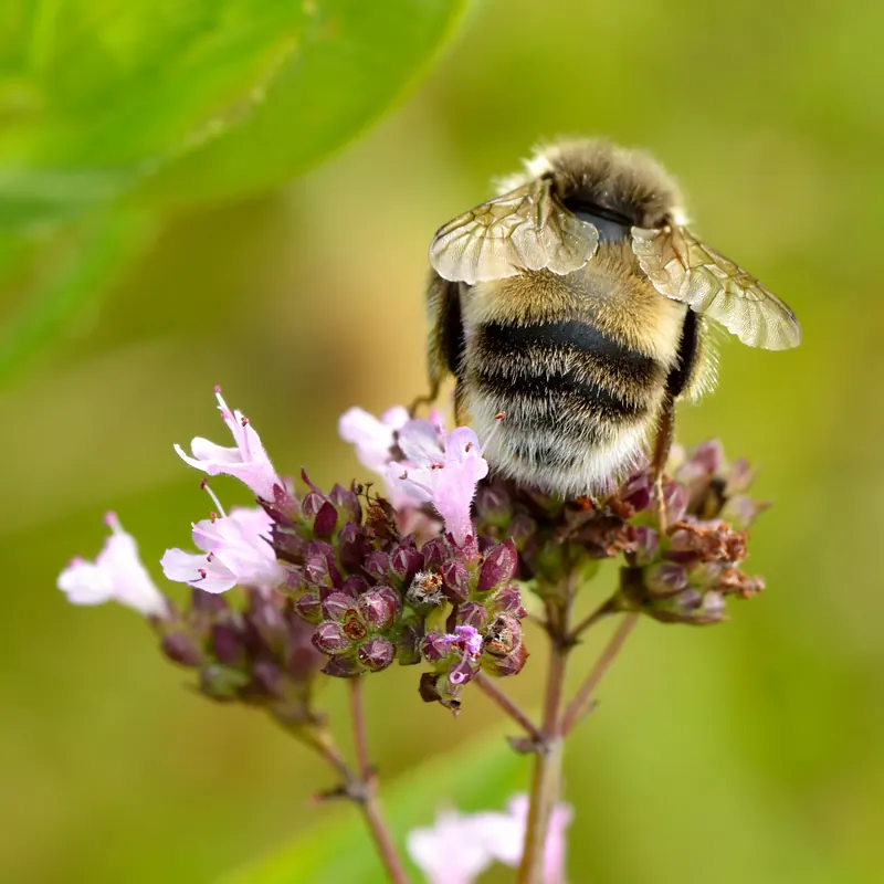 Bombus lucorum - Origanum vulgare - Keila.jpg