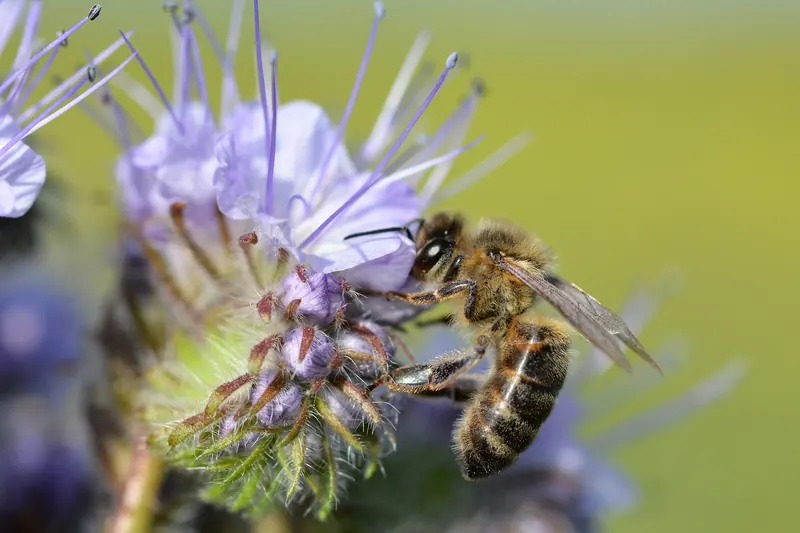 Honey bee on Phacelia tanacetifolia (48325408086).jpg