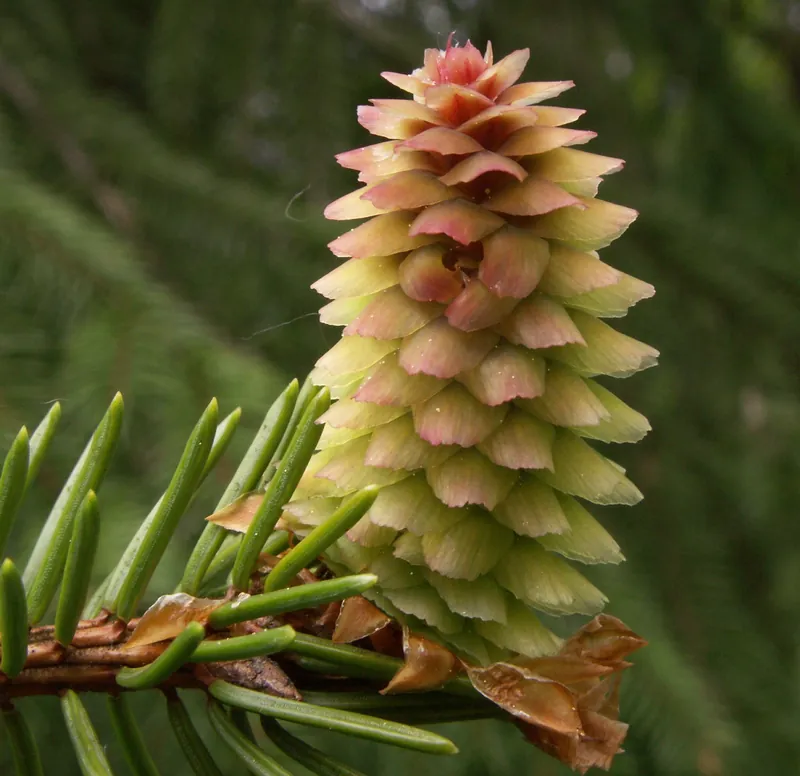 Picea abies