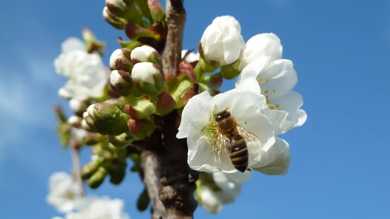 P1020637 Prunus avium blossoms.jpg