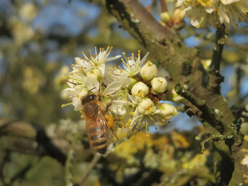 20160317Prunus spinosa.jpg