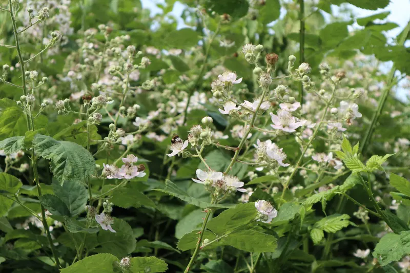Rubus fruticosus flowers with bee.jpg