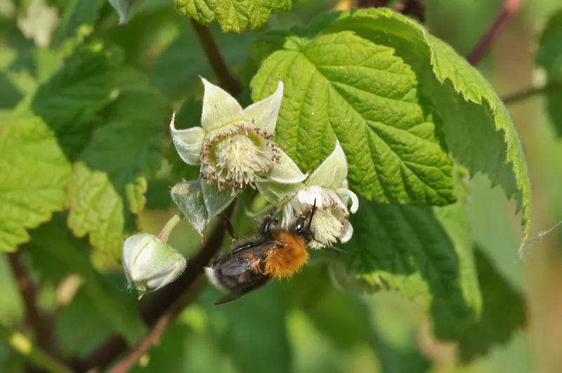 Rubus idaeus