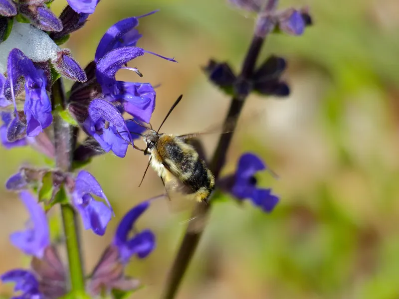 Salvia pratensis