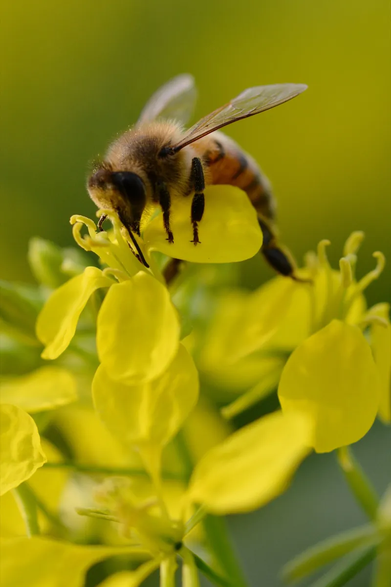 Sinapis alba