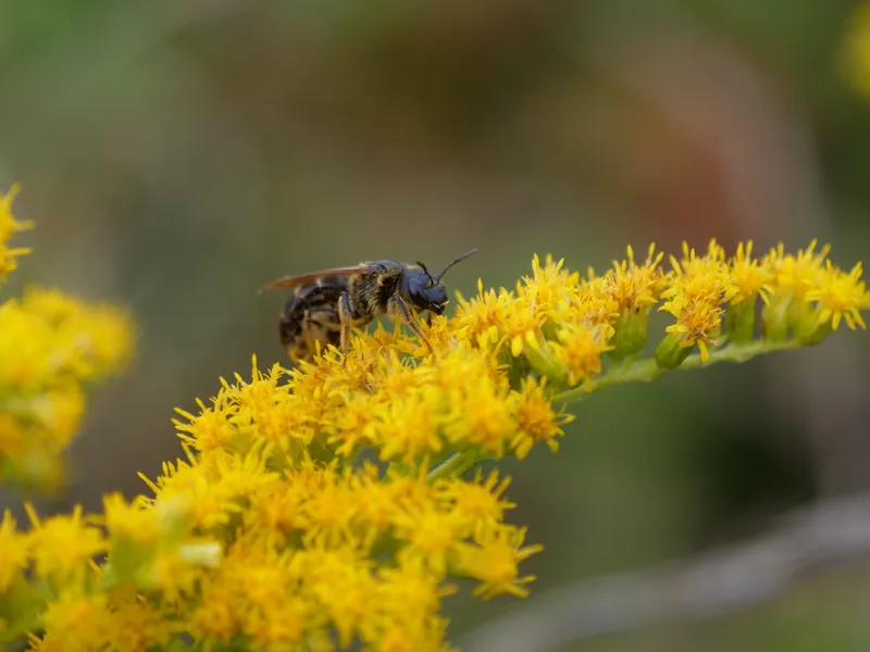 Solidago canadensis
