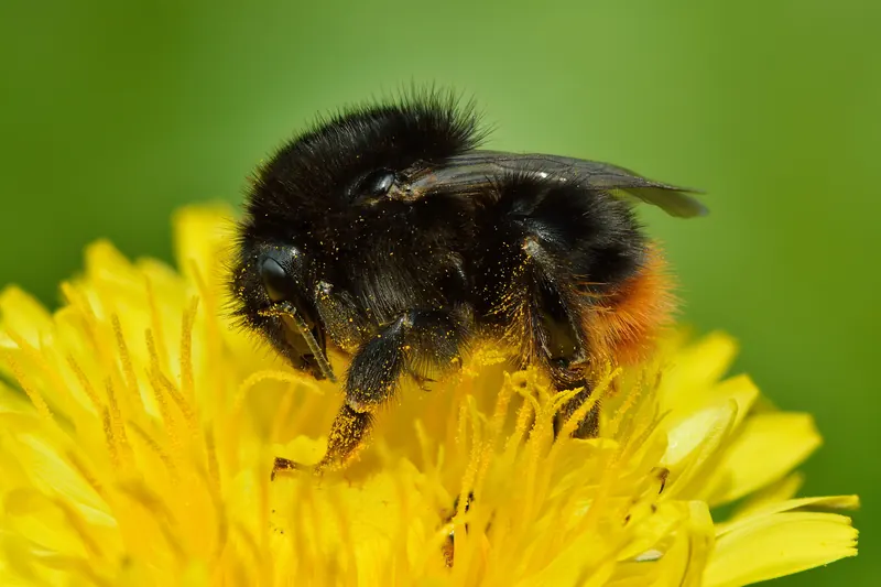 Bombus ruderarius - Taraxacum officinale - Keila.jpg